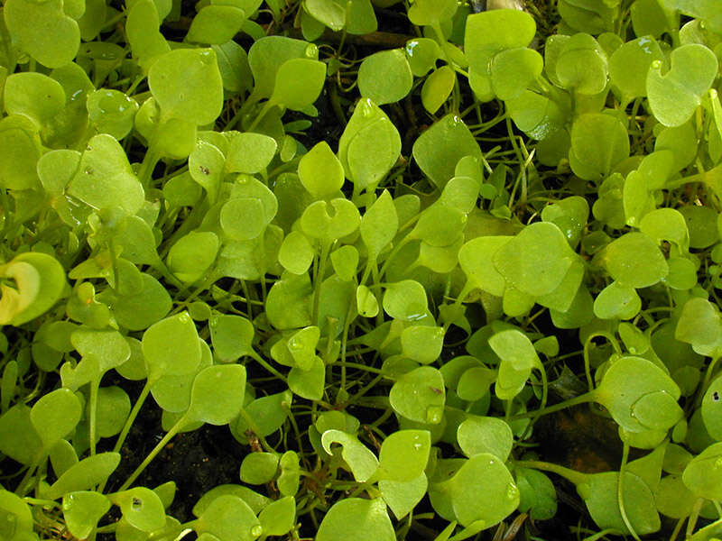 Image of Indian lettuce