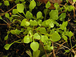 Image of Indian lettuce