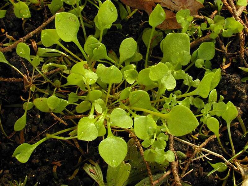 Image of Indian lettuce