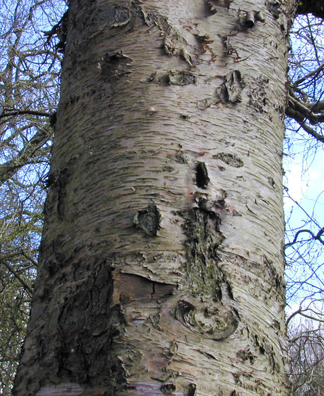 Image of Brown Birch