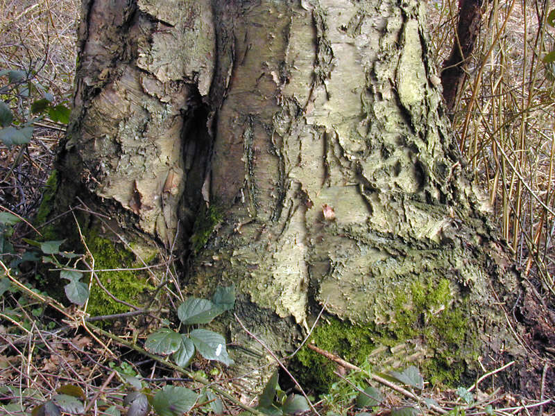 Image of Brown Birch