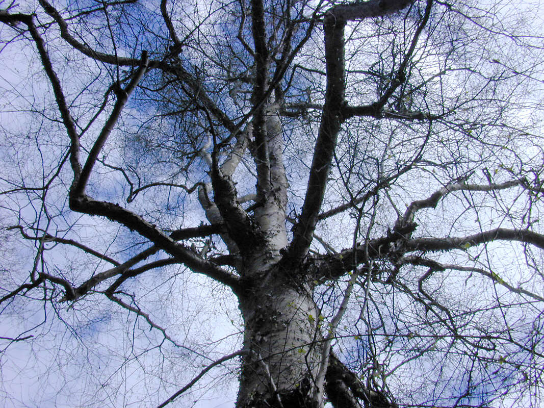 Image of Brown Birch