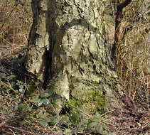 Image of Brown Birch