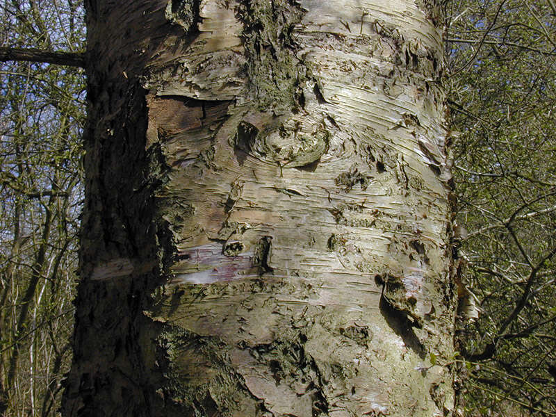 Image of Brown Birch