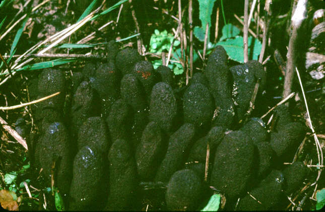 Image of dead man's fingers