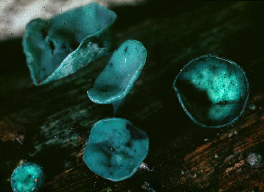 Image of Chlorociboria aeruginascens (Nyl.) Kanouse ex C. S. Ramamurthi, Korf & L. R. Batra 1958