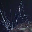 Image of Cunninghamella