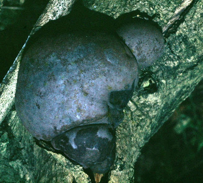 Image of King Alfred's Cakes