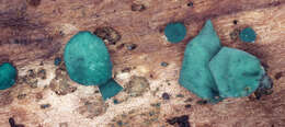 Image of Chlorociboria aeruginascens (Nyl.) Kanouse ex C. S. Ramamurthi, Korf & L. R. Batra 1958