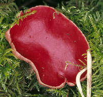 Image of scarlet cup