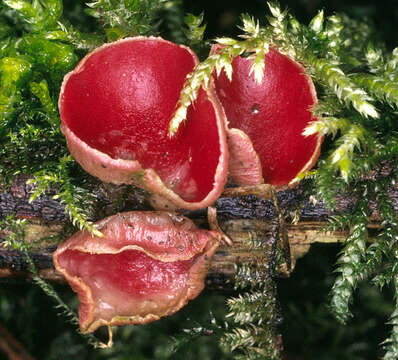 Image of scarlet cup