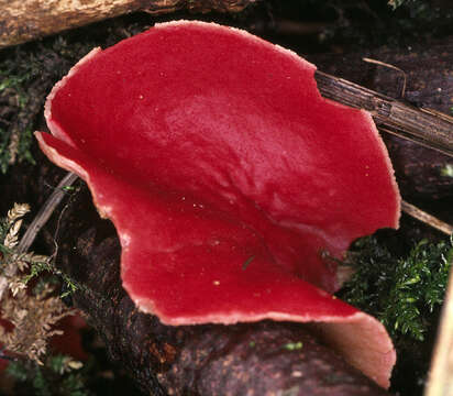 Image of scarlet cup