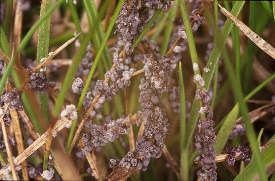 Image of Badhamia foliicola