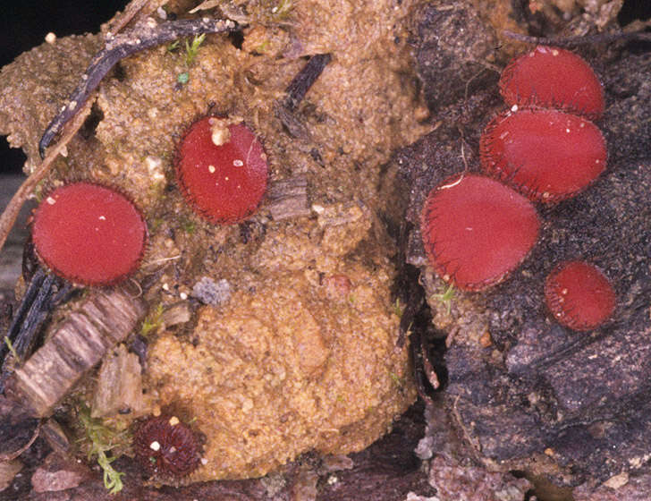 Image of Scutellinia scutellata (L.) Lambotte 1887