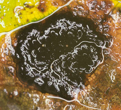 Image of European tar spot