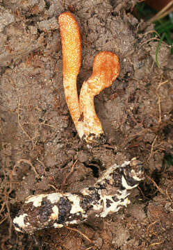 Image of Cordyceps militaris (L.) Fr. 1818