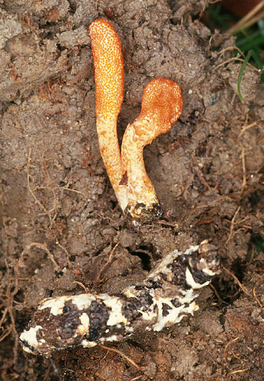 Cordyceps militaris (L.) Fr. 1818 resmi