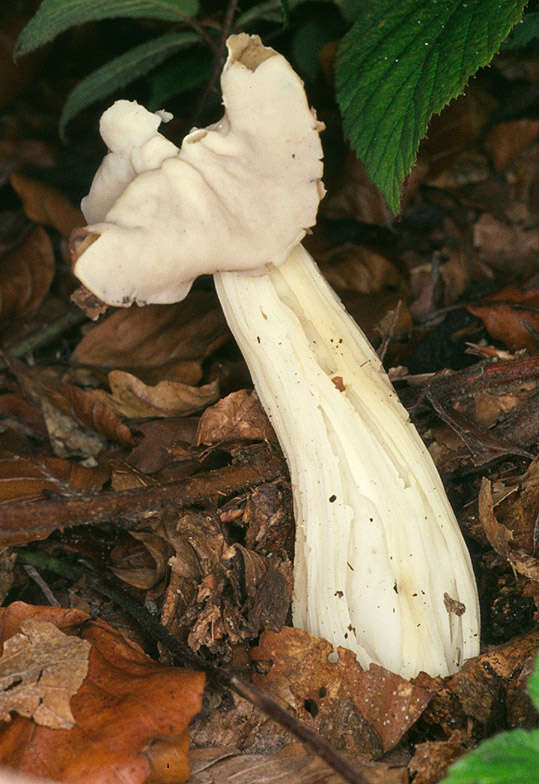 Helvella crispa (Scop.) Fr. 1822 resmi