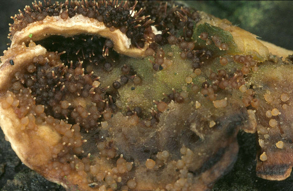 Image of Melanospora