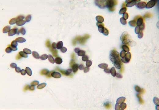 Image of Melanospora