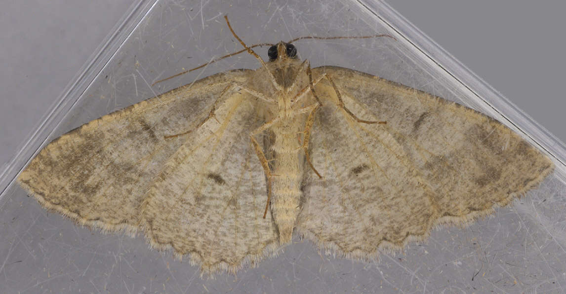 Image of The Small Engrailed