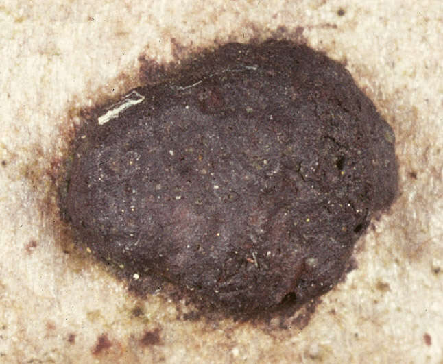 Image of Hypoxylon fuscum (Pers.) Fr. 1849