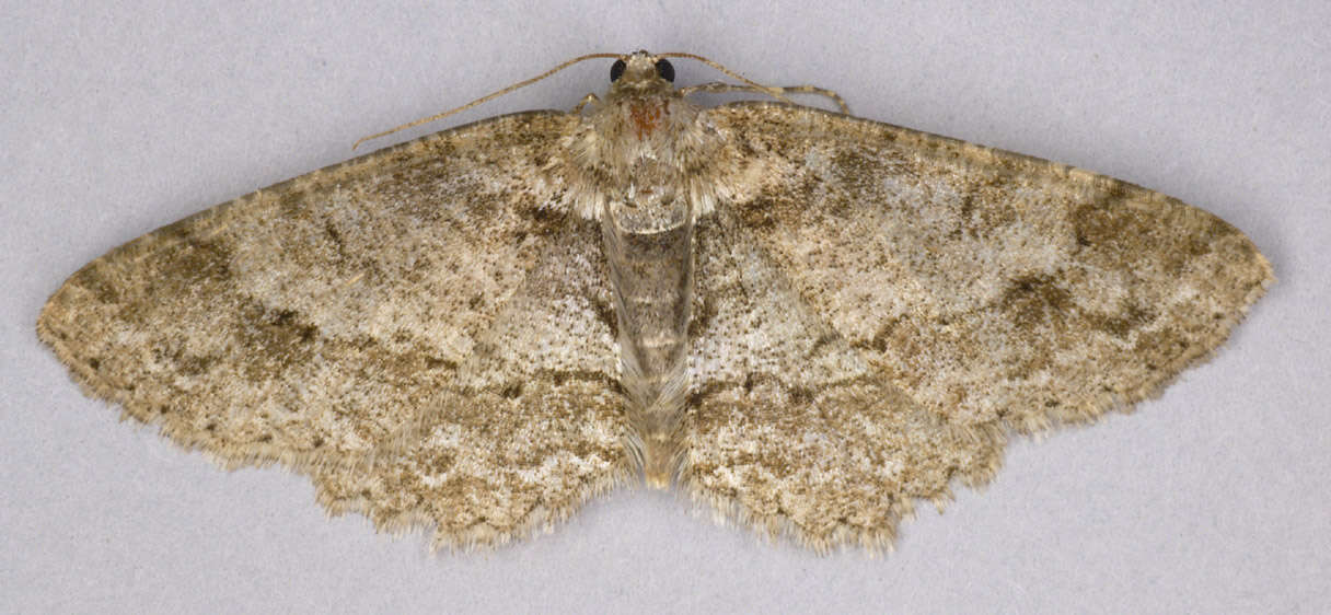 Image of The Small Engrailed