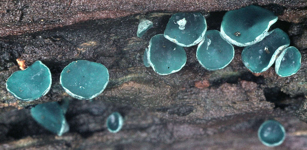 Image of Chlorociboria aeruginascens (Nyl.) Kanouse ex C. S. Ramamurthi, Korf & L. R. Batra 1958