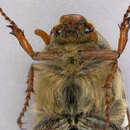Image of Common cockchafer