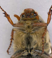 Image of Common cockchafer