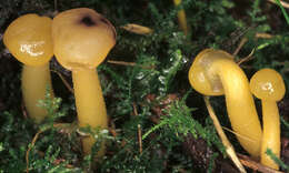 Image of Leotia lubrica (Scop.) Pers. 1797