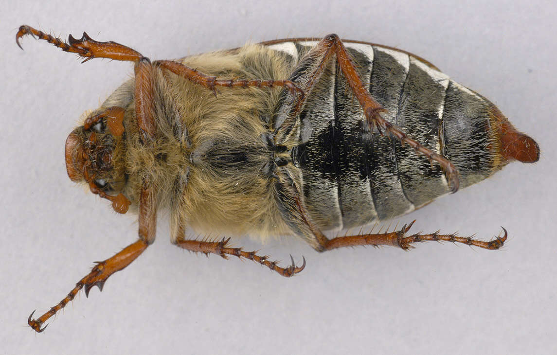 Image of Common cockchafer