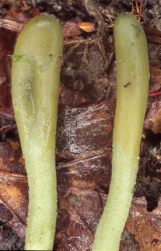 Image of green earth tongues