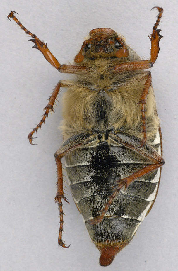 Image of Common cockchafer