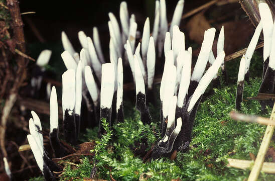 Image of Candle-snuff Fungus