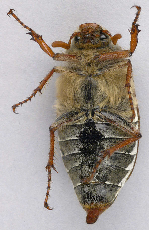 Image of Common cockchafer