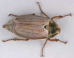 Image of Common cockchafer