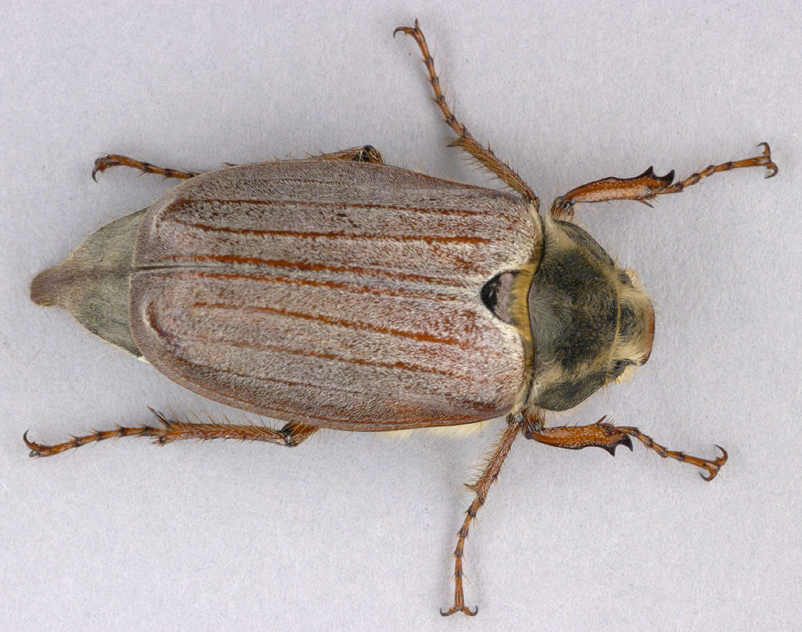 Image of Common cockchafer