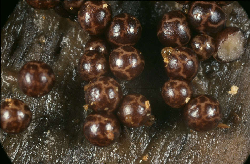 Image of Trichia flavicoma (Lister) Ing 1967