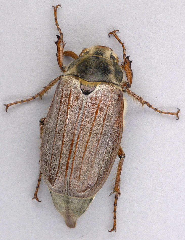 Image of Common cockchafer