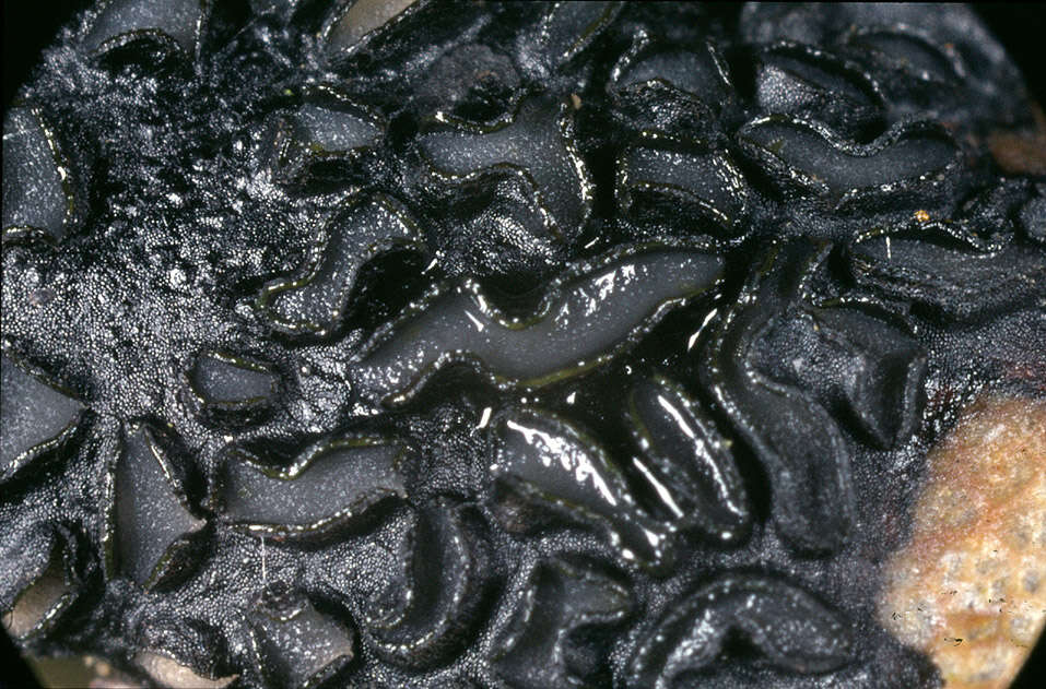 Image of European tar spot