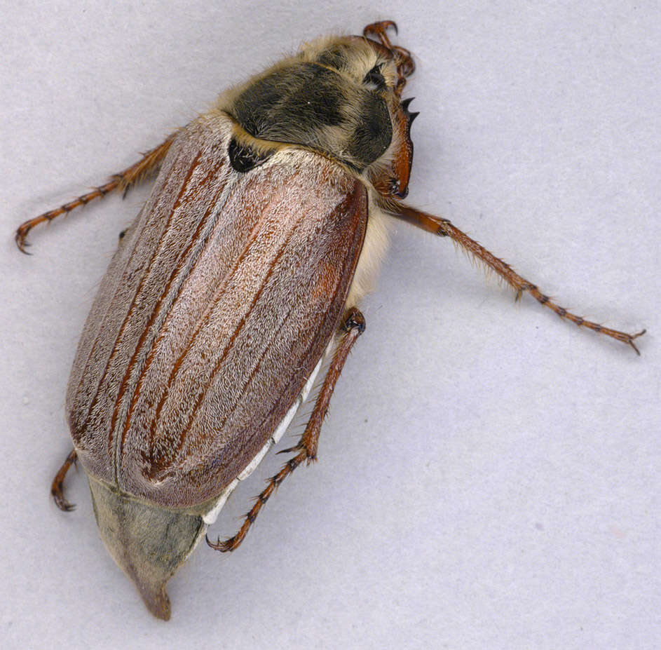 Image de Melolontha melolontha (Linnaeus 1758)