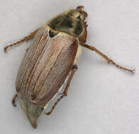 Image of Common cockchafer