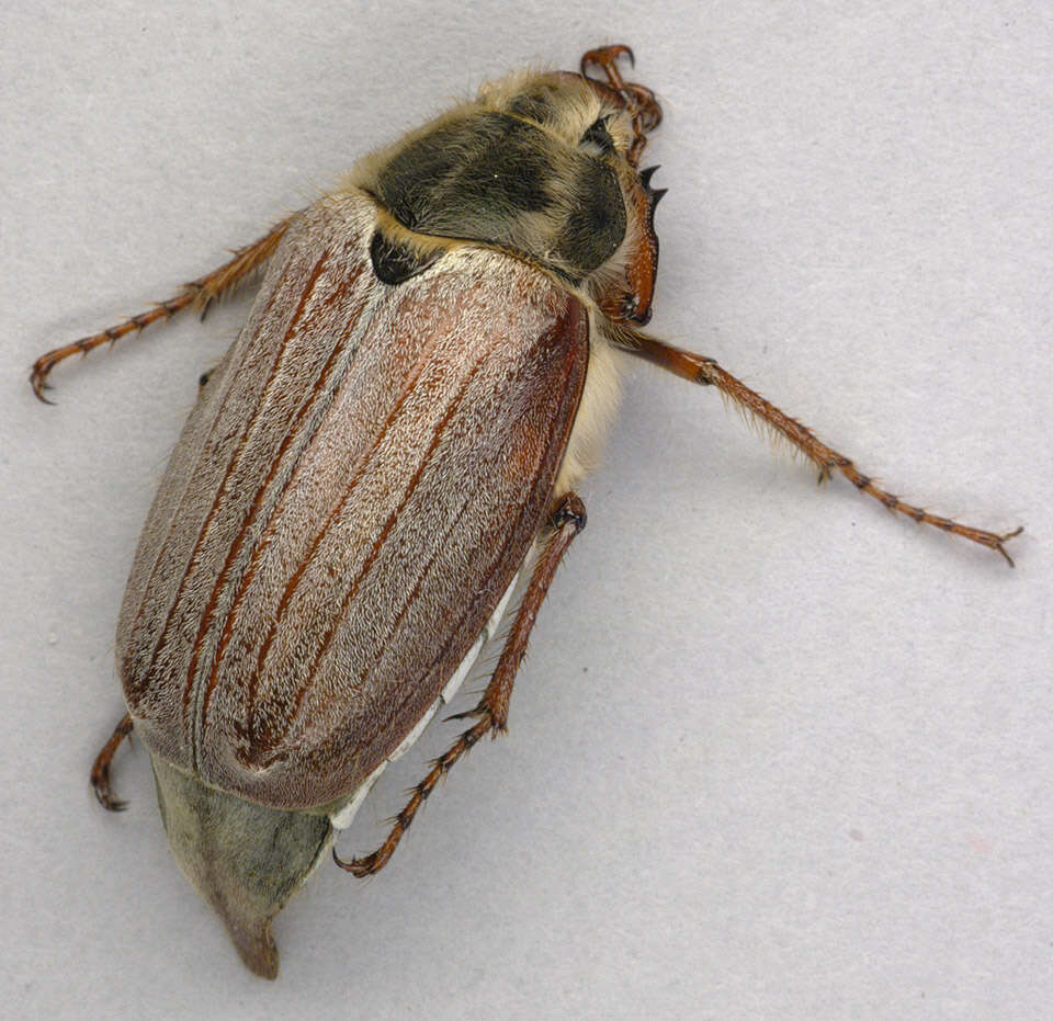 Image de Melolontha melolontha (Linnaeus 1758)