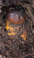 Image of Fungi