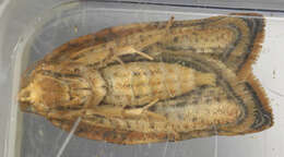 Image of Light brown apple moth