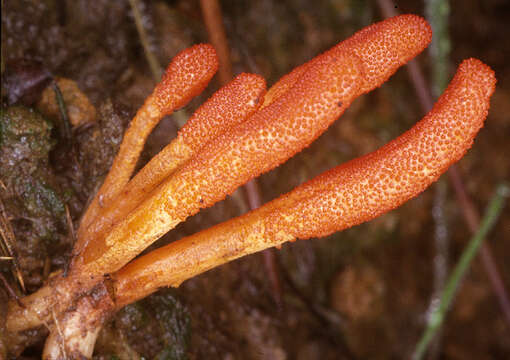 Image of Cordyceps militaris (L.) Fr. 1818