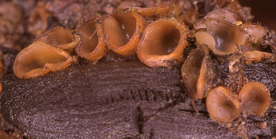 Image of Tricharina praecox (P. Karst.) Dennis 1971