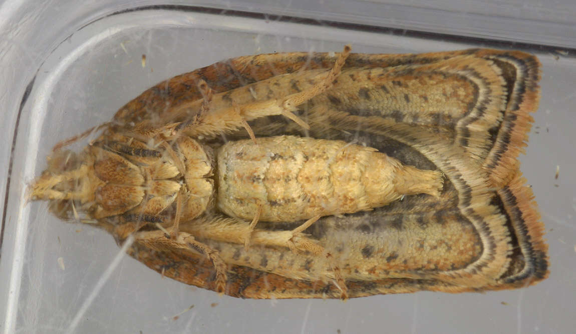 Image of Light brown apple moth