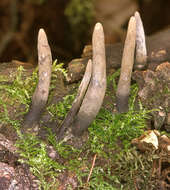 Слика од Xylaria longipes Nitschke 1867